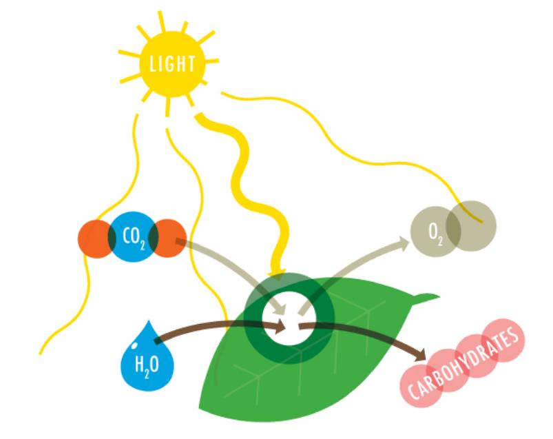 clipart photosynthesis - photo #14