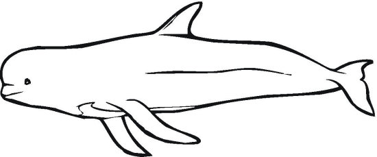 beluga whale coloring page