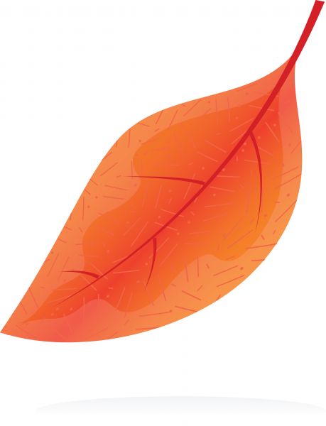 Orange Leaf Clipart