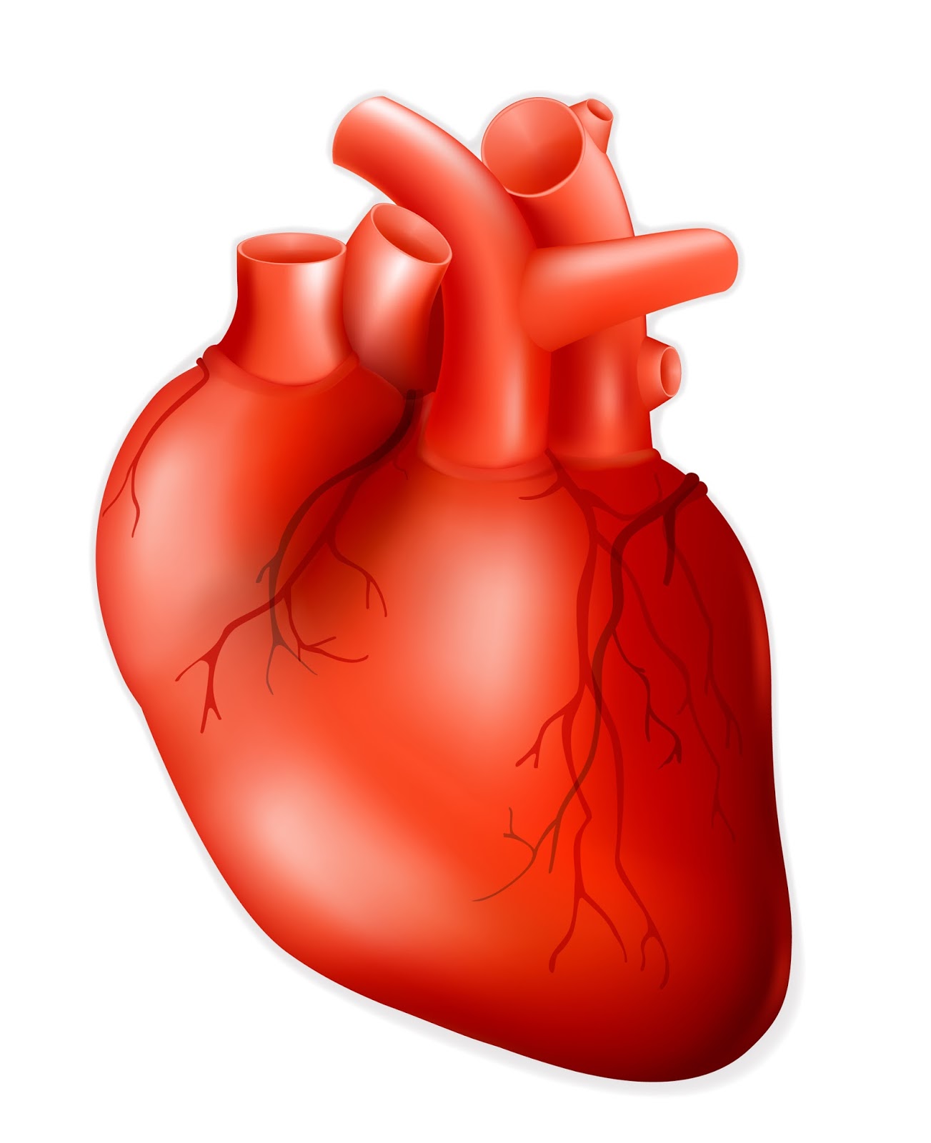 Human Heart Clipart - FamClipart