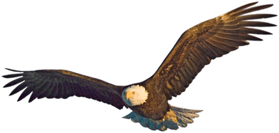 eagle-cutout.jpg