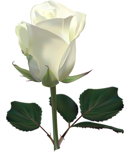 Large White Rose PNG Clipart Picture