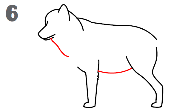 How To Draw a Wolf - Step-