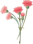 Carnation Flower Tattoo Vector - Download 1,000 Vectors (Page 1)