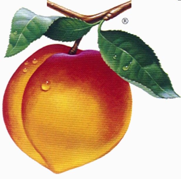 Peach Clip Art to Download - dbclipart.com