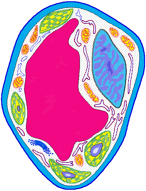 Animal Cell Without Labels - ClipArt Best