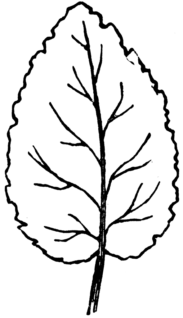 Black And White Leaf Clipart