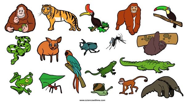 Rainforest Animals For Kids Clipart