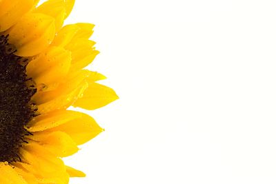 Free sunflower border clipart