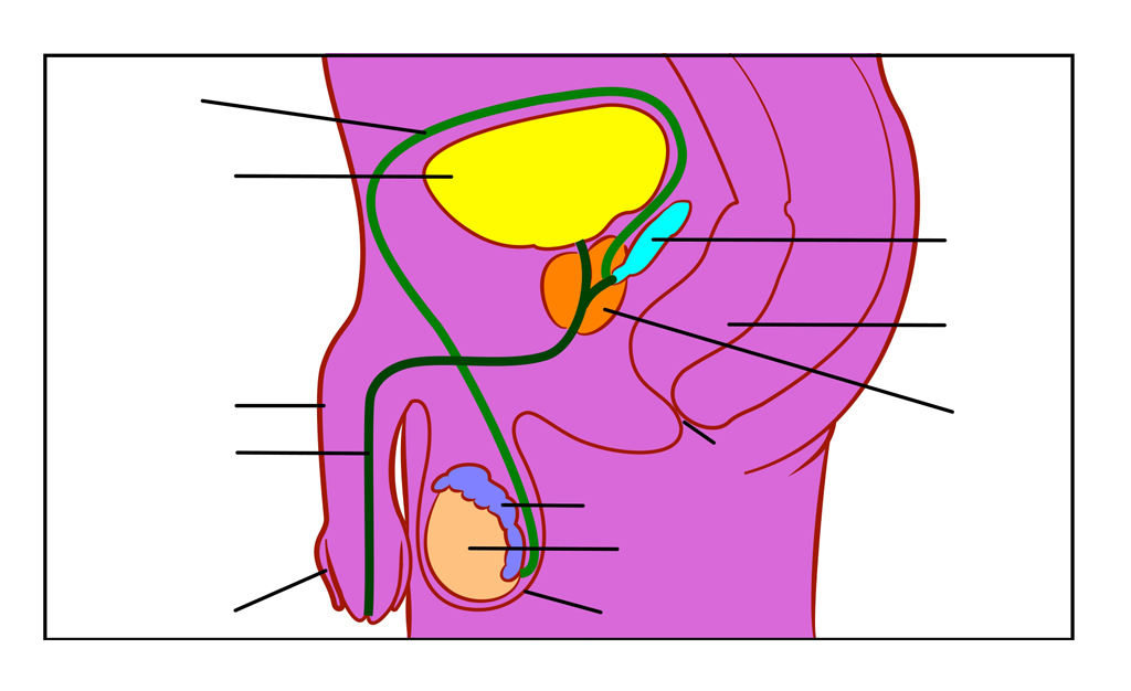 Foreskin, Urethra, Testis, Scrotum, Seminal vesicle, Rect ...