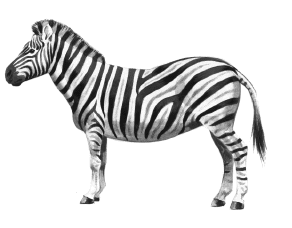 15+ Zebra Drawings Clip Art