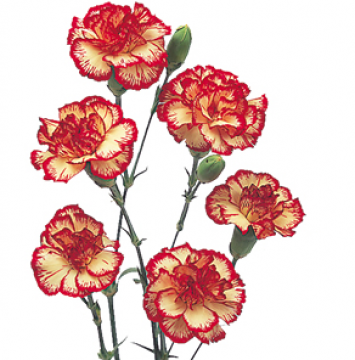 1000+ images about Carnation Tattoos
