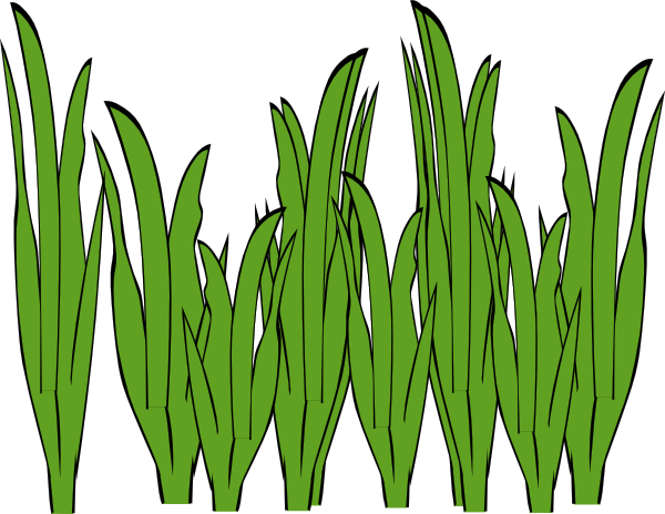 Coloring pages of grass clipart - dbclipart.com