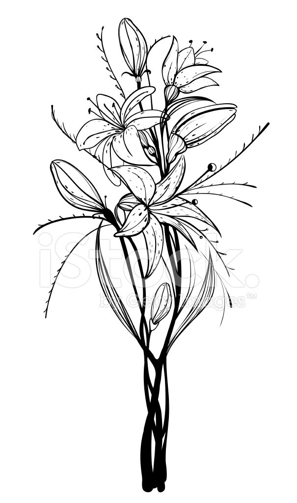 Lily Flowers Outline Illustration stock photos - FreeImages.com