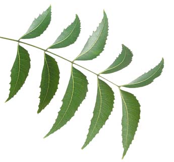 Image Of Single Leaves - ClipArt Best