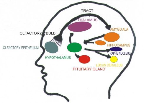 Simple Brain Diagram For Kids - AoF.com