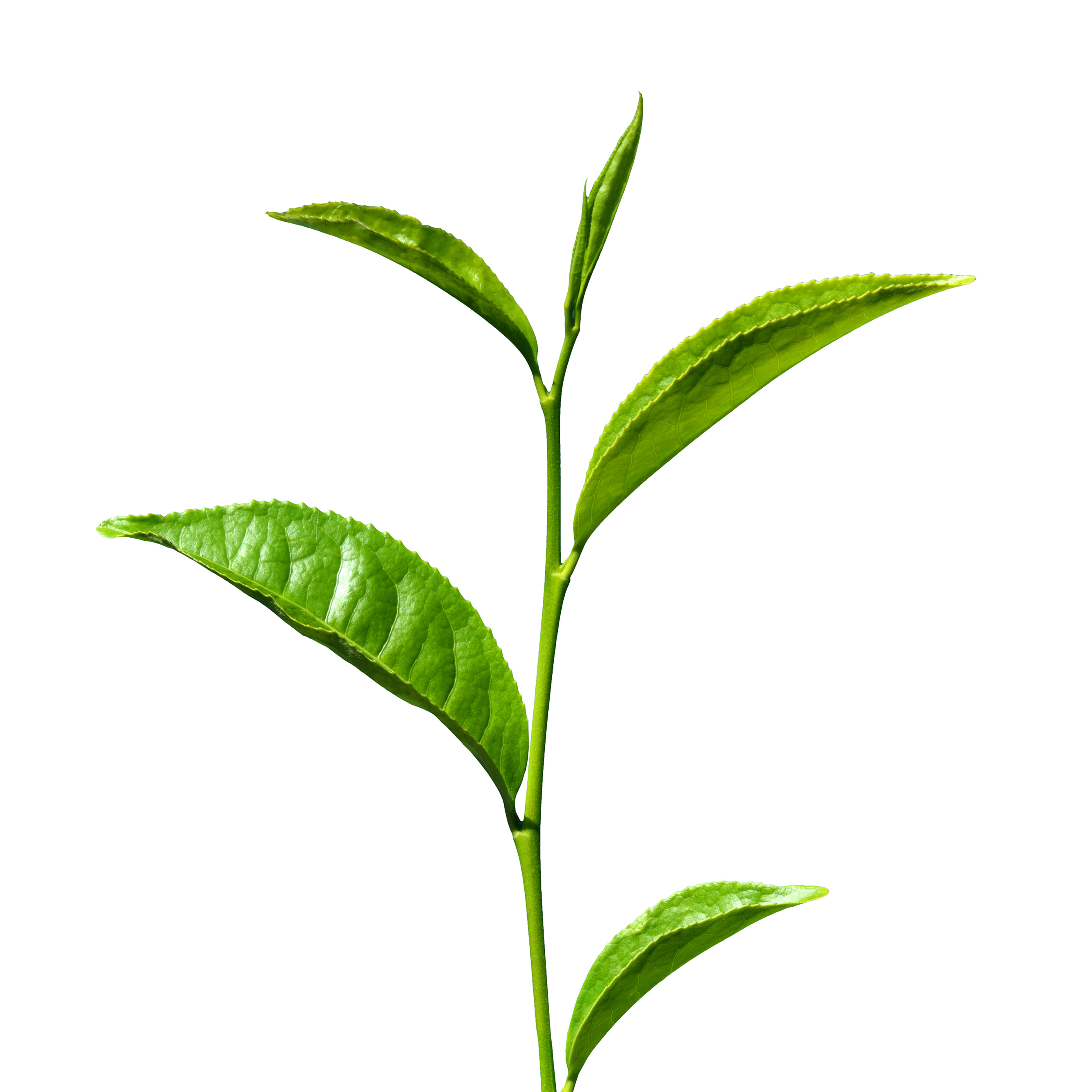 clip art tea leaf - photo #4