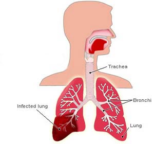 Respiratory System Images For Kids - ClipArt Best