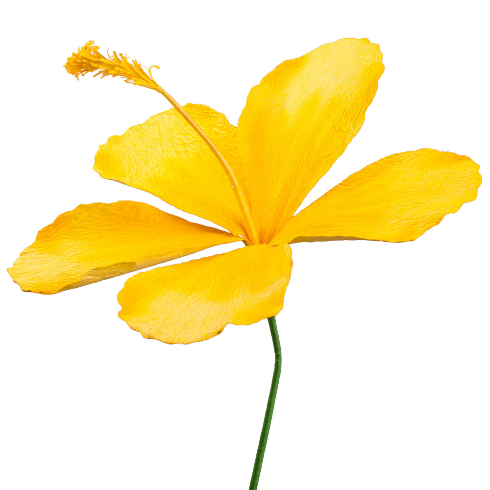 yellow hibiscus clipart - photo #31