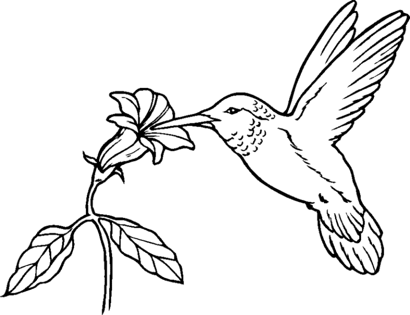 Hummingbird Clipart - Clipartion.com