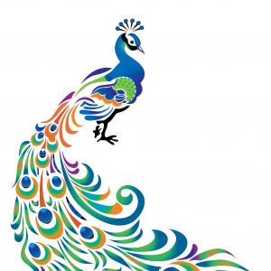 Top Peacock Feather Drawing Vector Graphic | Vectory