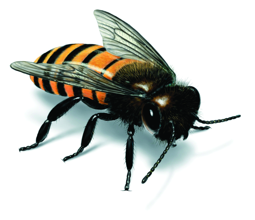 Honey Bee Illustration - ClipArt Best