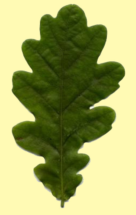 Oak Leaf Photo
