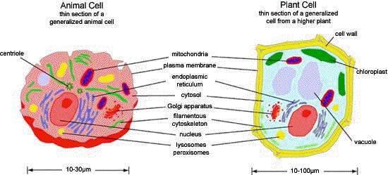 Photosensitization of Subcellular Structures