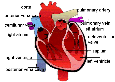 circulatory system diagram labeled - ClipArt Best ...