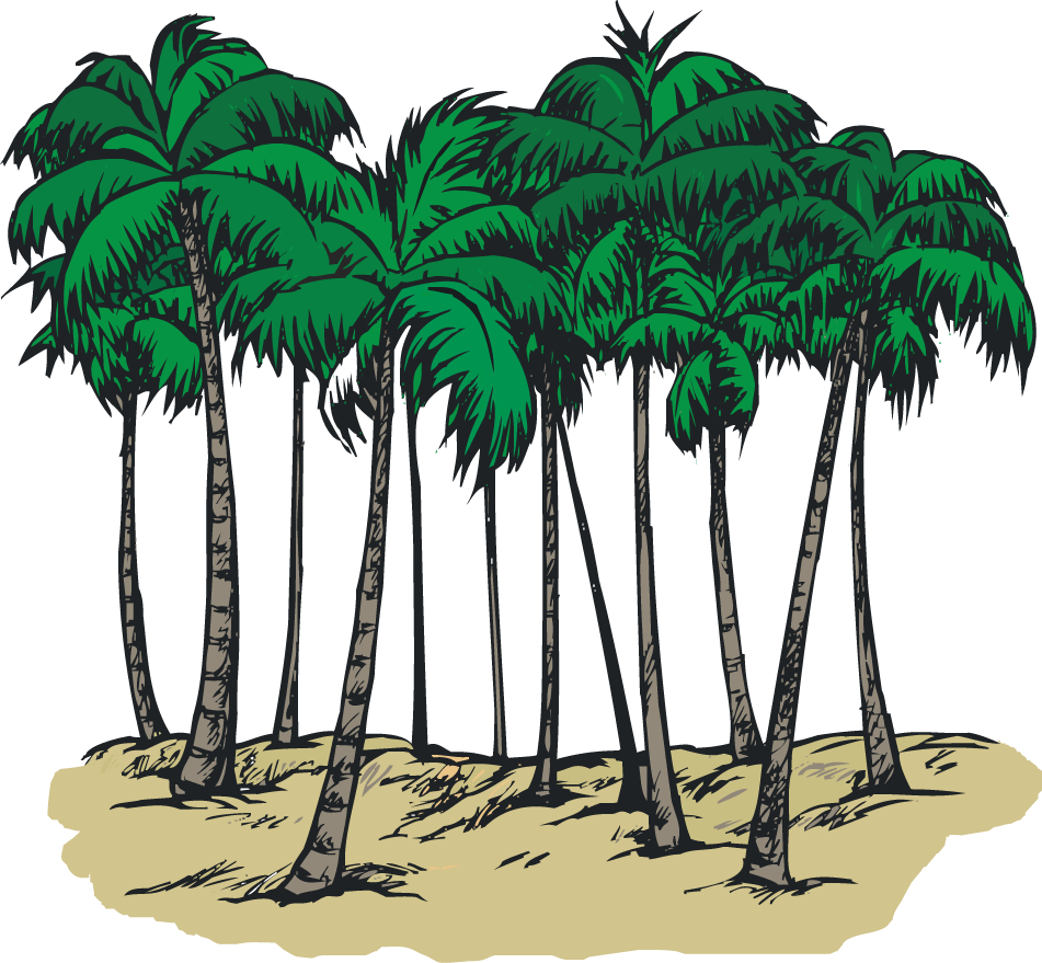 A Group of Palm Trees