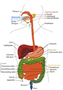 What Are the Organ Systems of the Human Body? - Video & Lesson ...