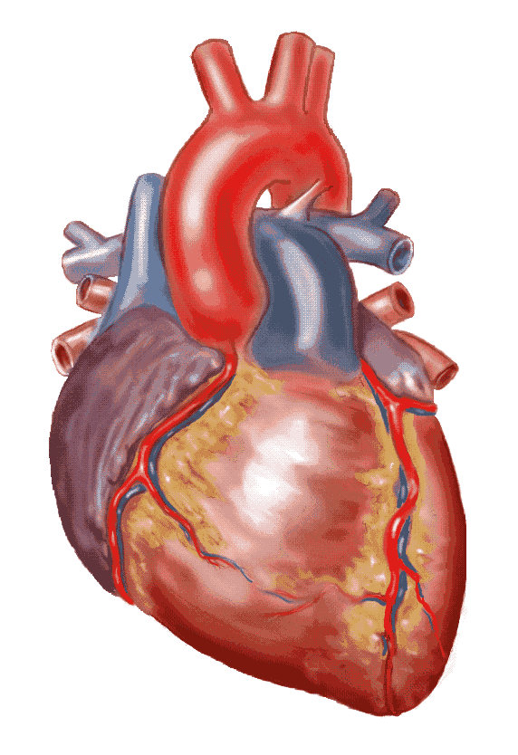 free anatomical heart clipart - photo #3