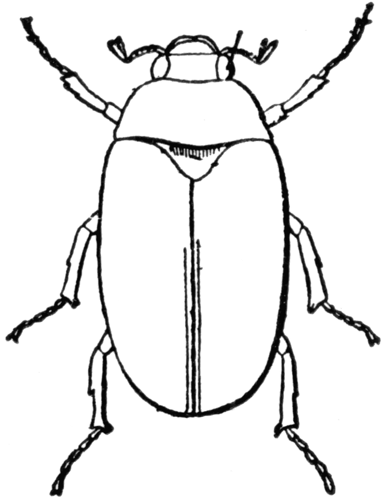 Clipart bugs black and white