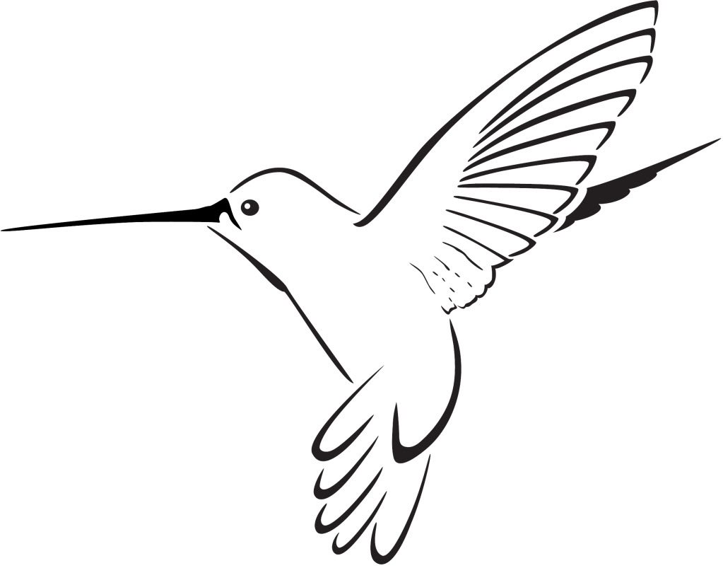 Hummingbird Illustration ...