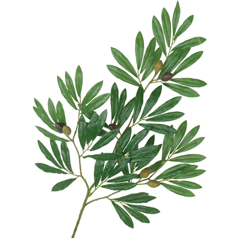 Olive Tree Branch Clipart - Free to use Clip Art Resource