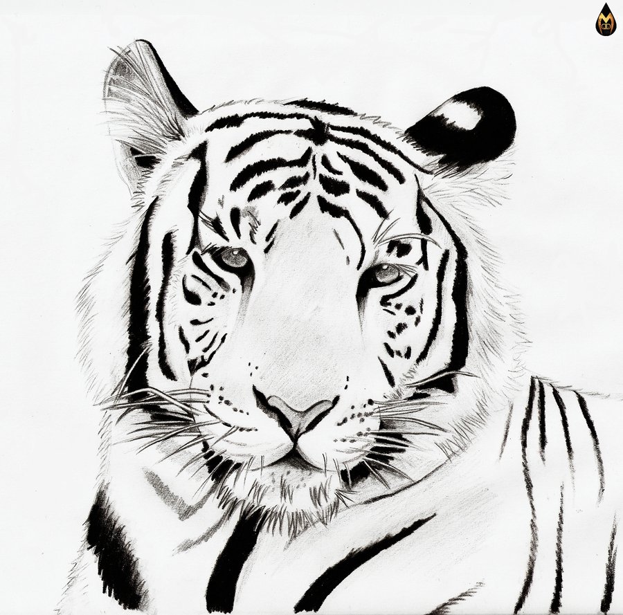 tiger clip art black and white - photo #48