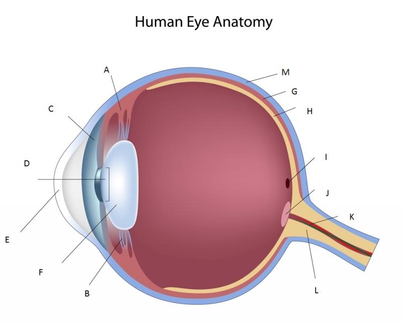 Eyes Diagram Name & Eyes Diagram Name & Pupil Dilation Reveals ...