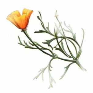 1000+ images about Tattoo | California poppy tattoo ...