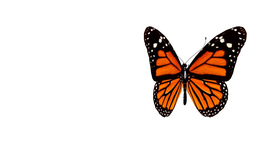 Butterfly Animation. Stock Footage Video 182938 - Shutterstock - ClipArt  Best - ClipArt Best
