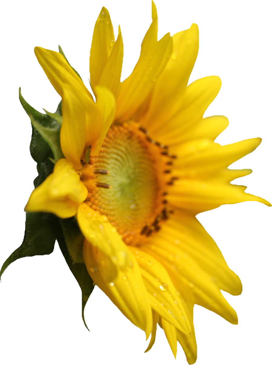 sunflower_PNG13408.png