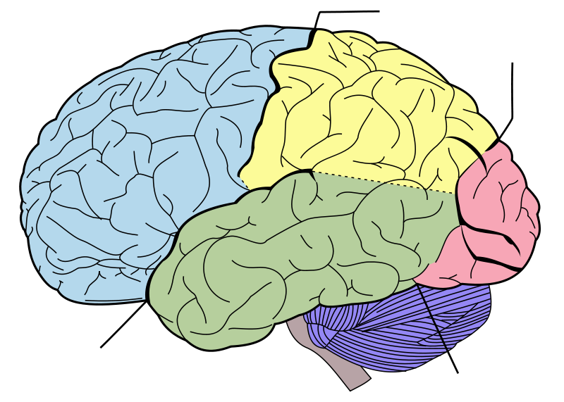 Blank Diagram Of The Brain - AoF.com