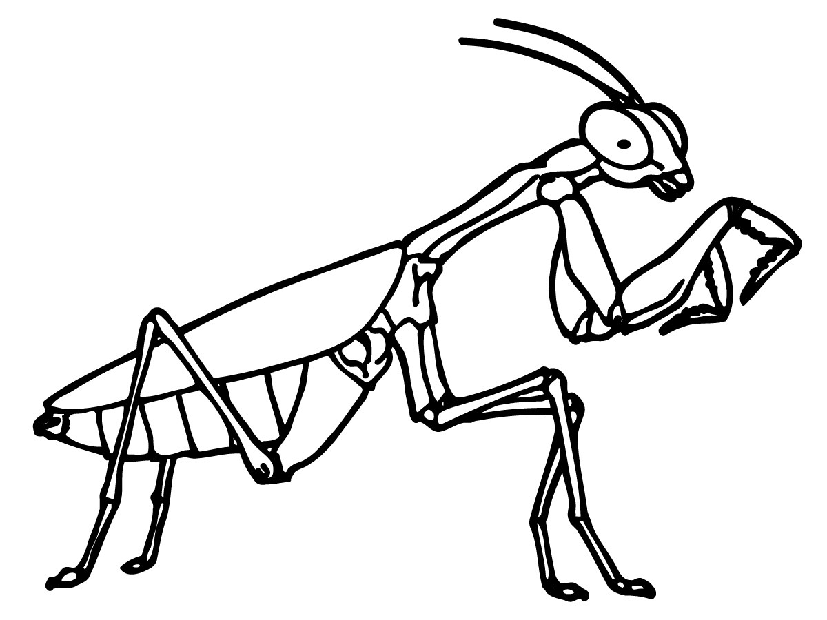 Inspiring Bug Coloring Pages 3 #151