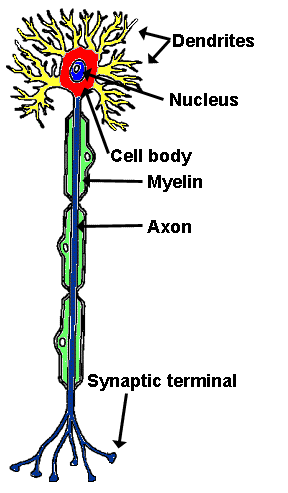 Diagram Of A Nerve Cell - ClipArt Best