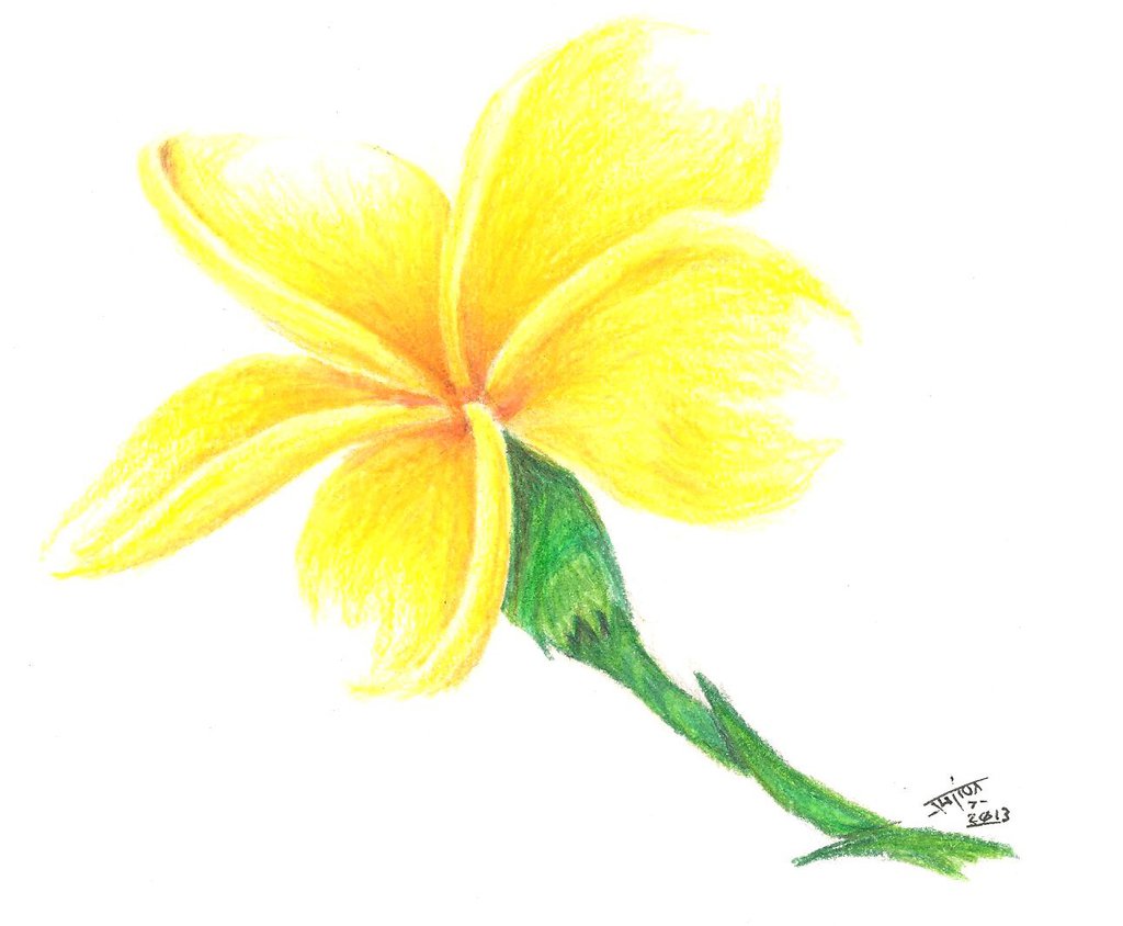 Yellow Flower by Gigamega4 on DeviantArt