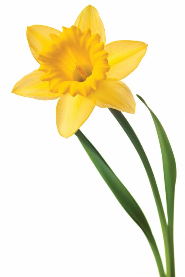 yellow daffodil clip art - photo #18