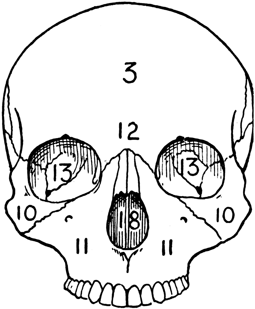 Adult skull | ClipArt ETC