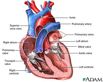 Bluendi: circulatory system