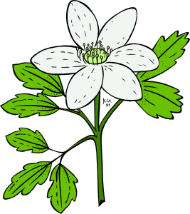 Anemone Piperi Windflower clip art - vector clip art online ...