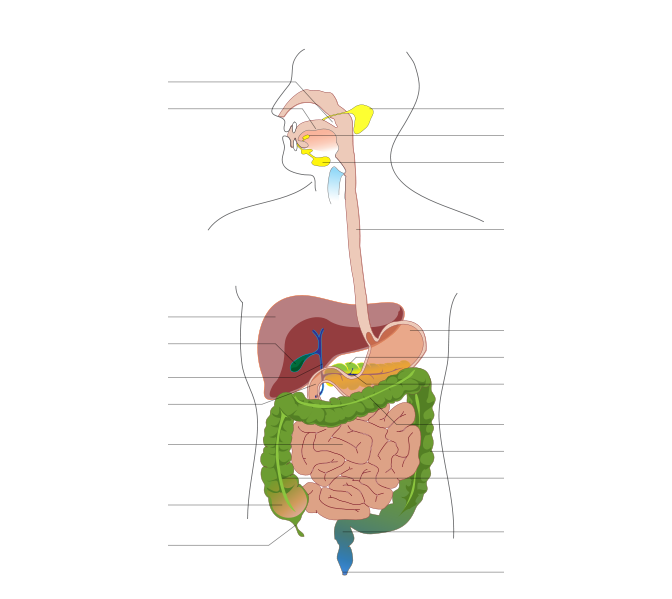 endragdaicrop: circulatory system diagram without