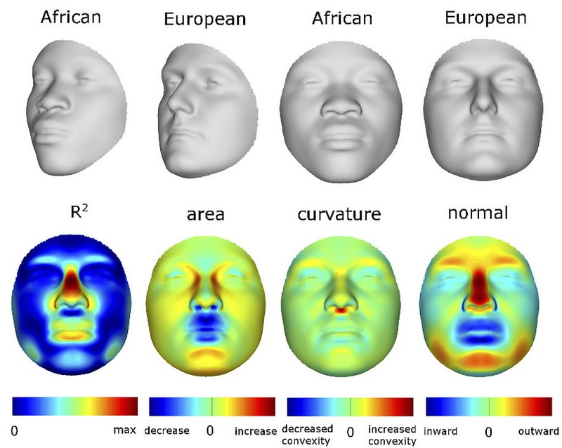 Genetic Mugshot: How Scientists Used DNA To Draw 3-D Faces ...